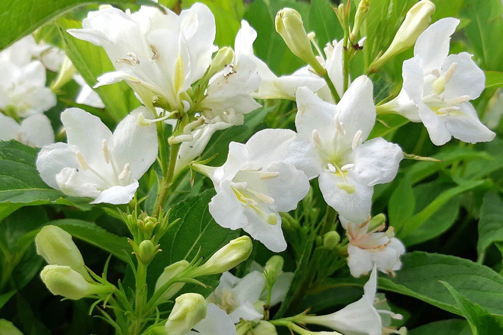 Вейгела Кандида (Weigela 'Candida')