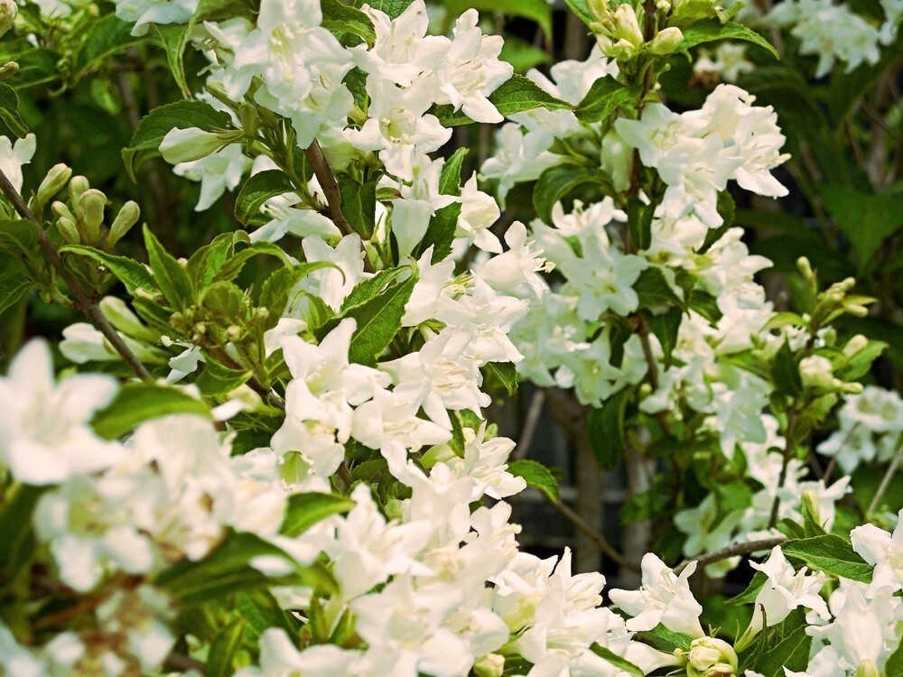 Вейгела Кандида (Weigela 'Candida')