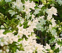 Вейгела Кандида (Weigela 'Candida')