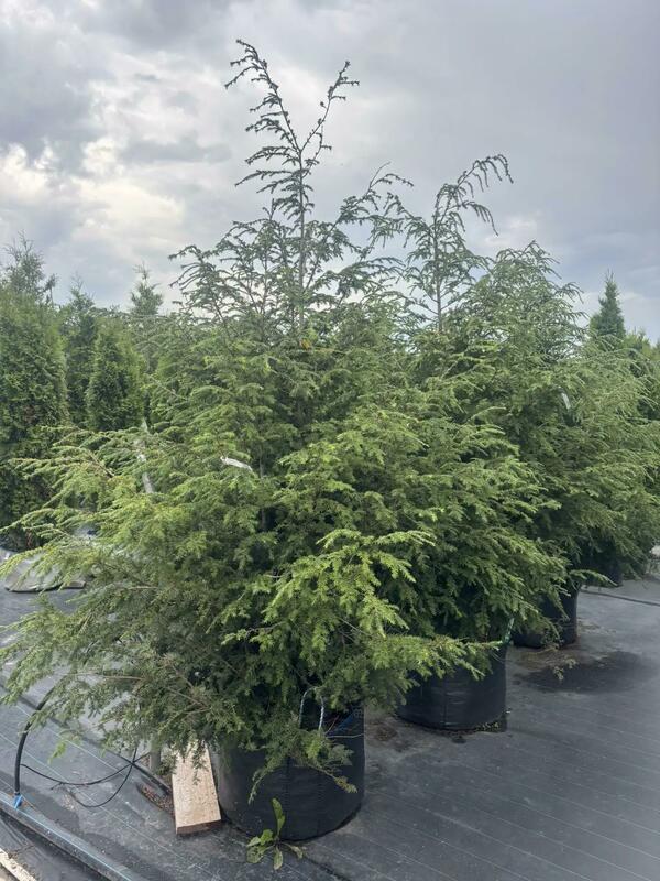 Тсуга канадская (Tsuga canadensis)