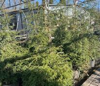 Тсуга канадская (Tsuga canadensis)