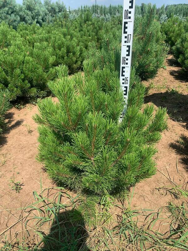 Сосна горная Зундерт (Pinus mugo 'Zundert')