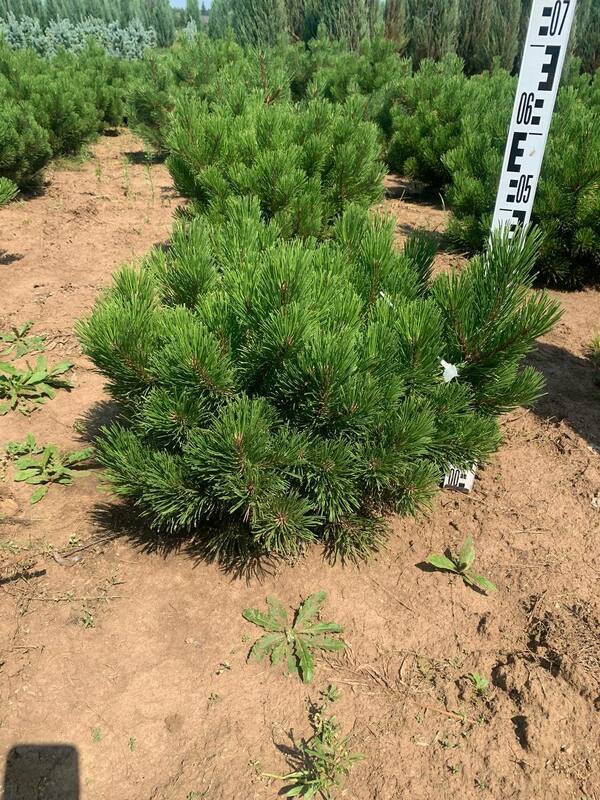 Сосна горная Зундерт (Pinus mugo 'Zundert')
