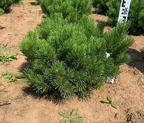 Сосна горная Зундерт (Pinus mugo 'Zundert')