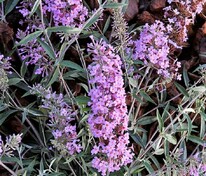 Буддлея Давида Флаттерби Лэвендер (Buddleja davidii 'Flutterby Lavender')