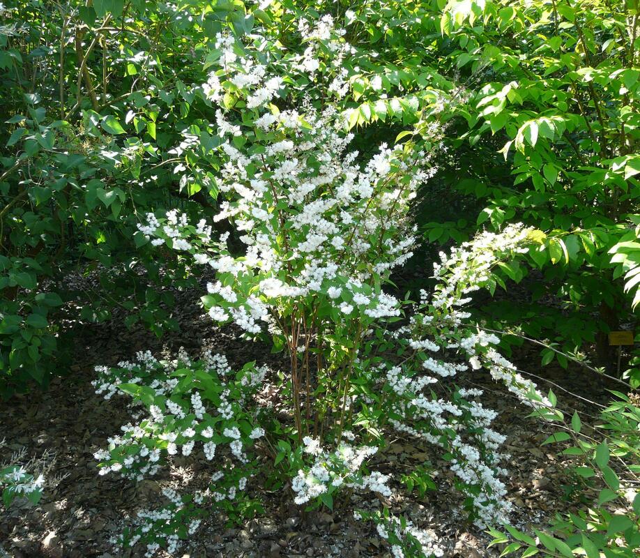Дейция шершавая Прайд оф Рочестер (Deutzia scabra 'Pride of Rochester')