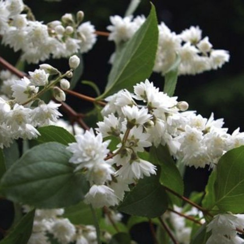 Дейция шершавая "Pride of Rochester" (Прайд оф Рочестер)