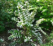 Дейция шершавая Прайд оф Рочестер (Deutzia scabra 'Pride of Rochester')