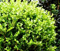 Самшит вечнозеленый Фолкнер (Buxus sempervirens 'Faulkner')