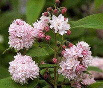 Дейция гибридная "Pink Pom-Pom" (Пинк Пом-Пом)