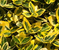 Бересклет Форчуна Эмеральд Голд (Euonymus fortunei 'Emerald Gold')