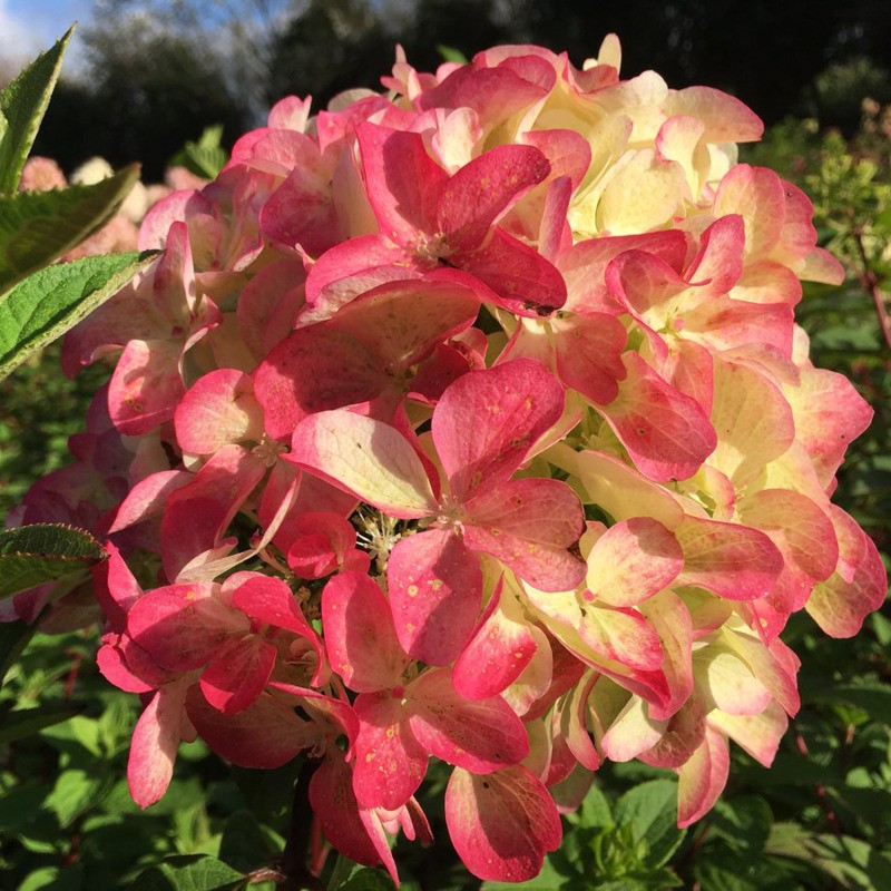 Гортензия метельчатая Граффити (Hydrangea paniculata 'Graffiti')