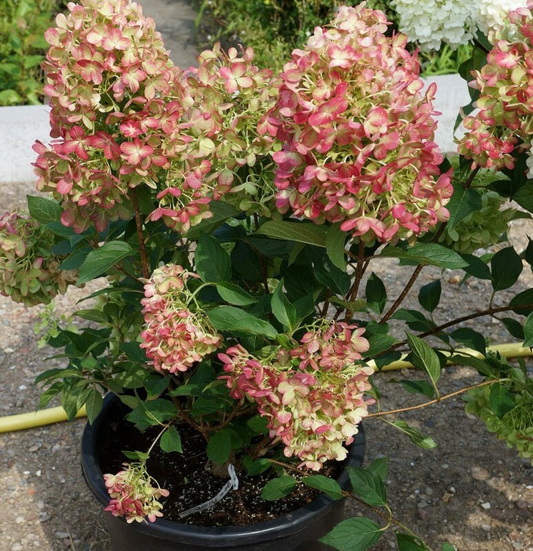 Гортензия метельчатая Граффити (Hydrangea paniculata 'Graffiti')