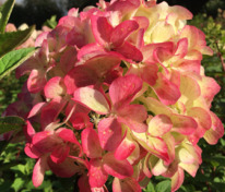 Гортензия метельчатая Граффити (Hydrangea paniculata 'Graffiti')