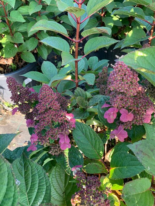 Гортензия метельчатая Инфинити (Hydrangea paniculata 'Infinity')