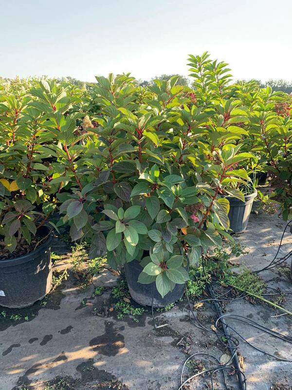 Гортензия метельчатая Инфинити (Hydrangea paniculata 'Infinity')