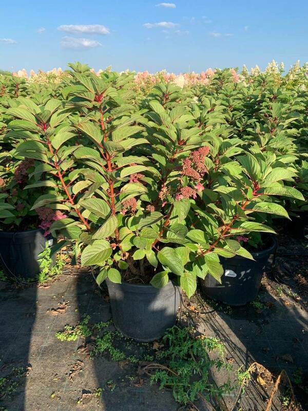 Гортензия метельчатая Инфинити (Hydrangea paniculata 'Infinity')