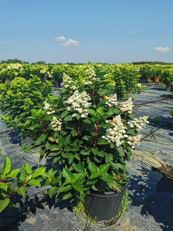 Гортензия метельчатая Инфинити (Hydrangea paniculata 'Infinity')