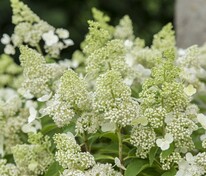 Гортензия метельчатая Мэджикал Гималаи (Hydrangea paniculata 'Magical Himalaya')