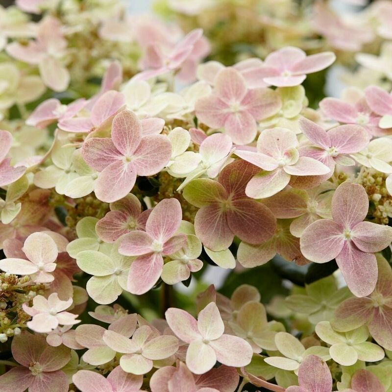 Гортензия метельчатая "Polestar" (Полистар)