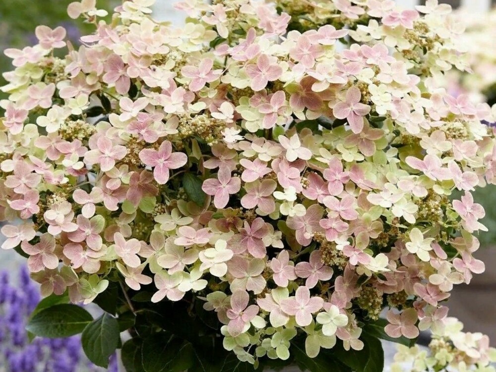 Гортензия метельчатая Полистар (Hydrangea paniculata 'Polestar')