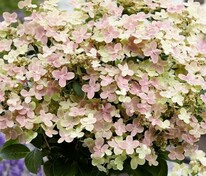 Гортензия метельчатая Полистар (Hydrangea paniculata 'Polestar')