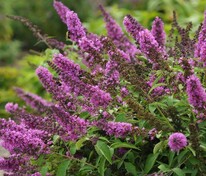 Буддлея Давида Флатерби Пинк (Buddleja davidii 'Flutterby Pink')