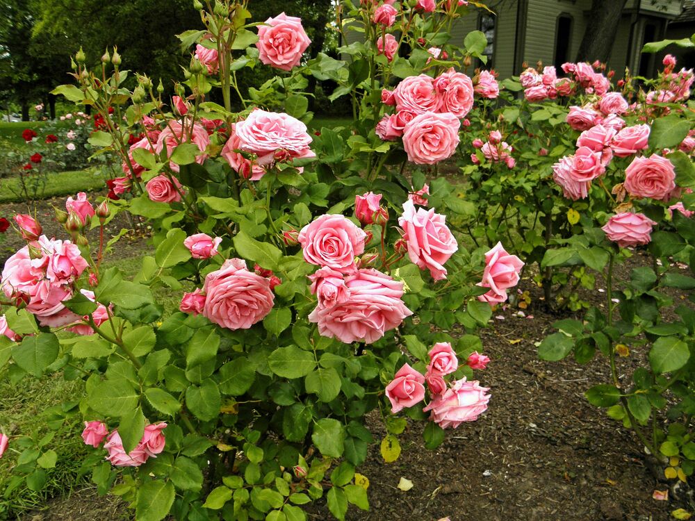 Роза флорибунда Кимоно (Rosa 'Kimono')