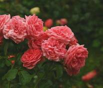 Роза флорибунда Кимоно (Rosa 'Kimono')