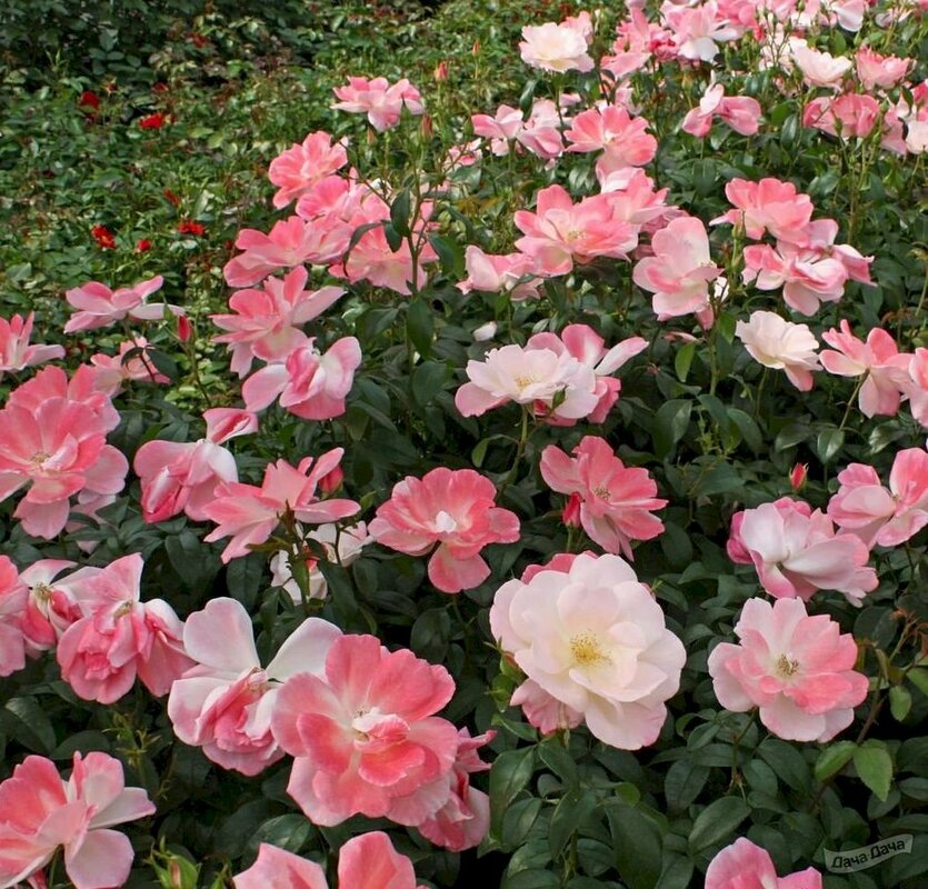 Роза флорибунда Розеромантик (Rosa 'Roseromantic')