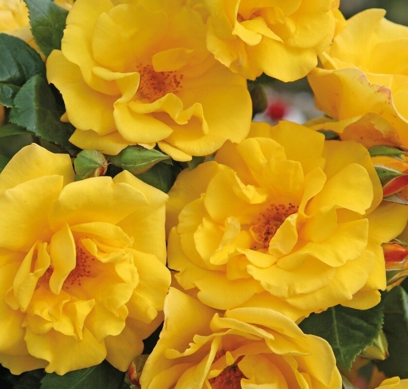 Роза флорибунда Штутгардия (Rosa 'Stuttgardia')