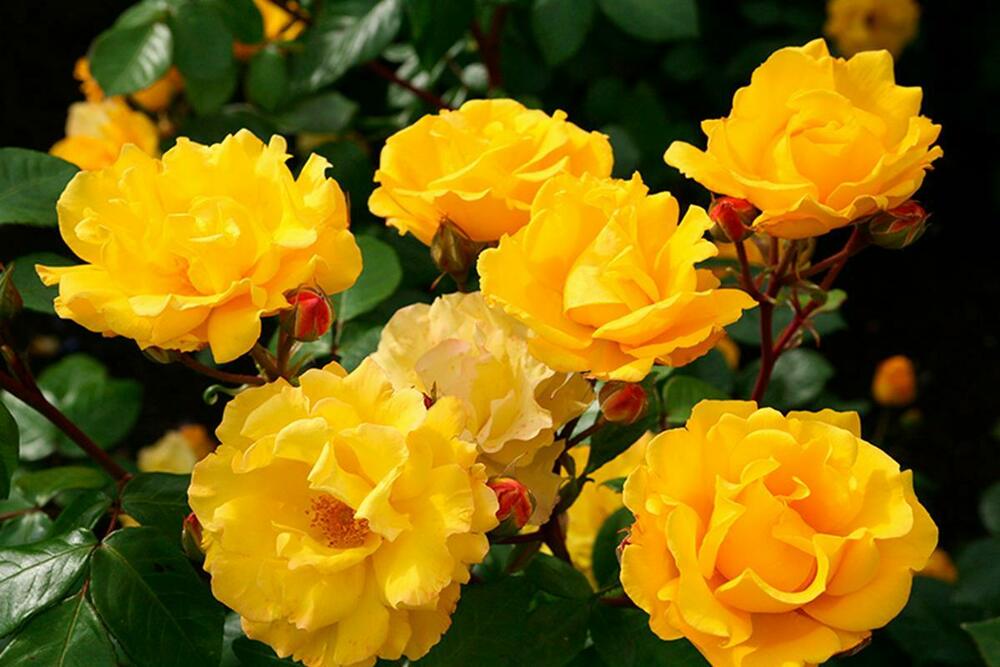 Роза флорибунда Штутгардия (Rosa 'Stuttgardia')