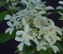 Гортензия метельчатая "Star Rose" (Стар Роуз)