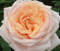 Роза чайно-гибридная Кураж (Rosa 'Courage')