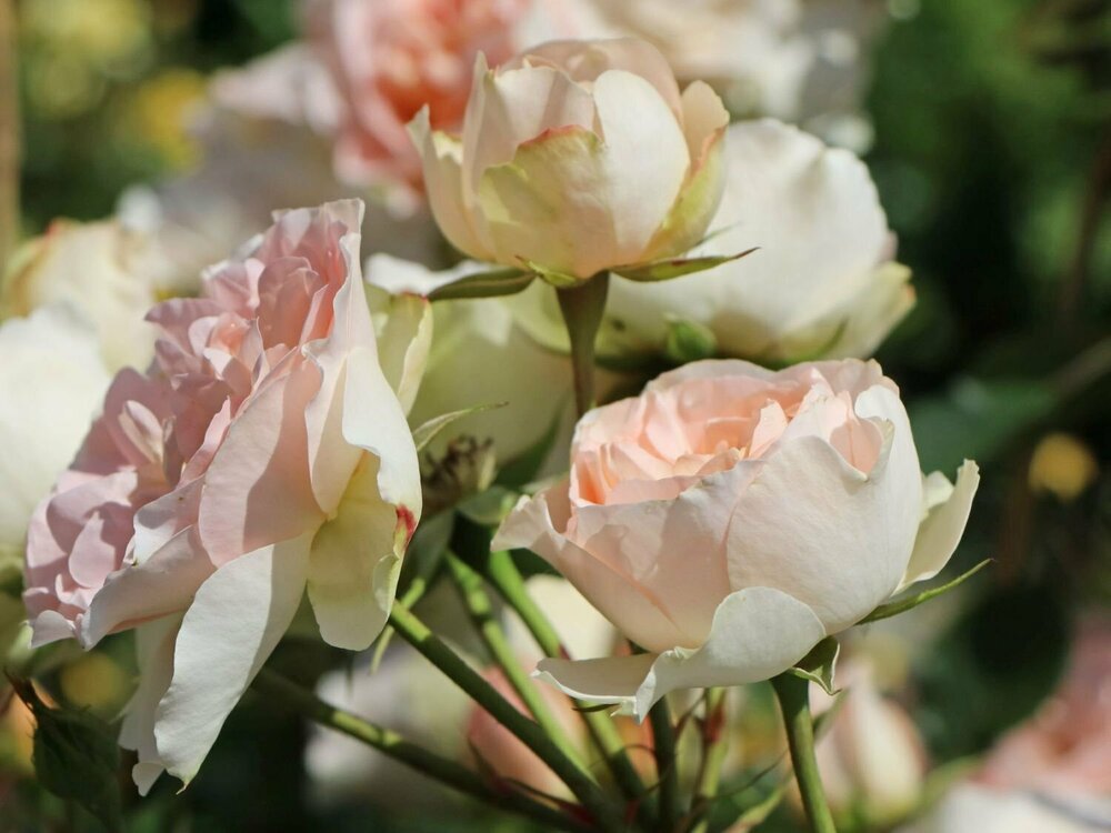 Роза Матиас Клаудиус Розе (Rosa 'Matthias Claudius Rose')