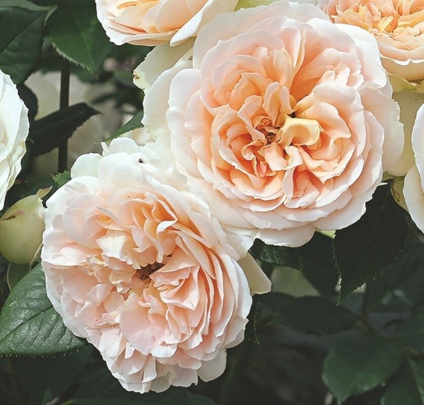 Роза Матиас Клаудиус Розе (Rosa 'Matthias Claudius Rose')