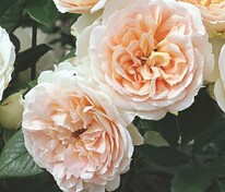 Роза Матиас Клаудиус Розе (Rosa 'Matthias Claudius Rose')