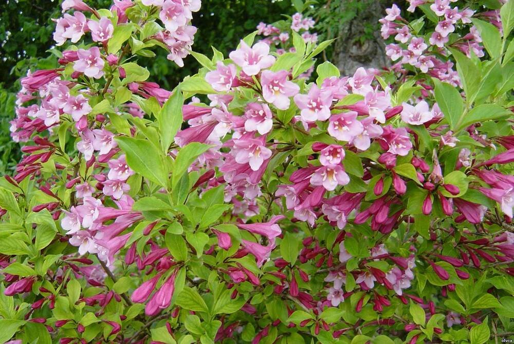 Вейгела Стириака (Weigela 'Styriaca')