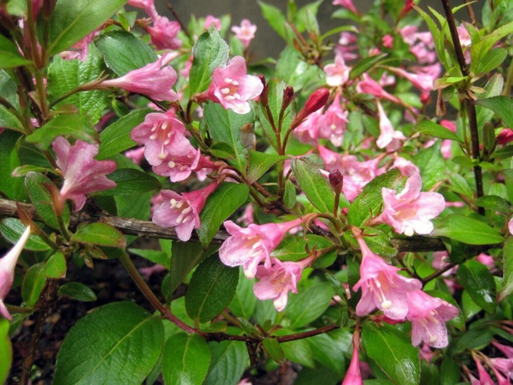 Вейгела Стириака (Weigela 'Styriaca')