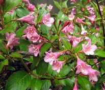 Вейгела Стириака (Weigela 'Styriaca')
