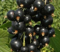 Смородина черная Созвездие (Ribes nigrum 'Sozvezdie')