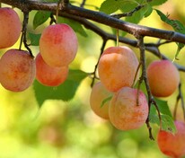 Слива желтая Яхонтовая (Prunus 'Yakhontovaya')