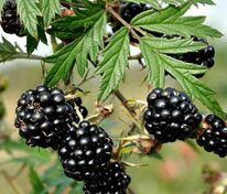 Ежевика сизая Торнлесс Эвергрин (Rubus caesius 'Thornless Evergreen')