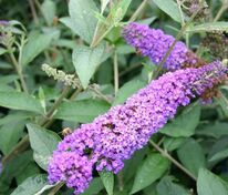 Буддлея Давида Лочинч (Buddleja davidii 'Lochinch')