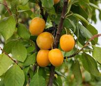 Слива домашняя Желтая Самоплодная (Prunus domestica 'Zheltaya Samoplodnaya')
