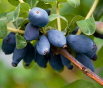 Жимолость съедобная Черничка (Lonicera edulis 'Chernichka')