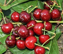 Дюк Чудо-вишня (Prunus x gondouinii 'Chudo-vishnya')