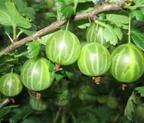 Крыжовник Малахит (Ribes uva-crispa 'Malakhit')