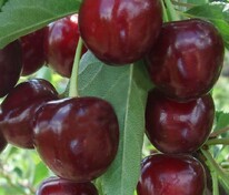 Дюк Крепкая (Prunus x gondouinii 'Krepkaya')