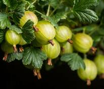 Крыжовник Инвикта (Ribes uva-crispa 'Invicta')